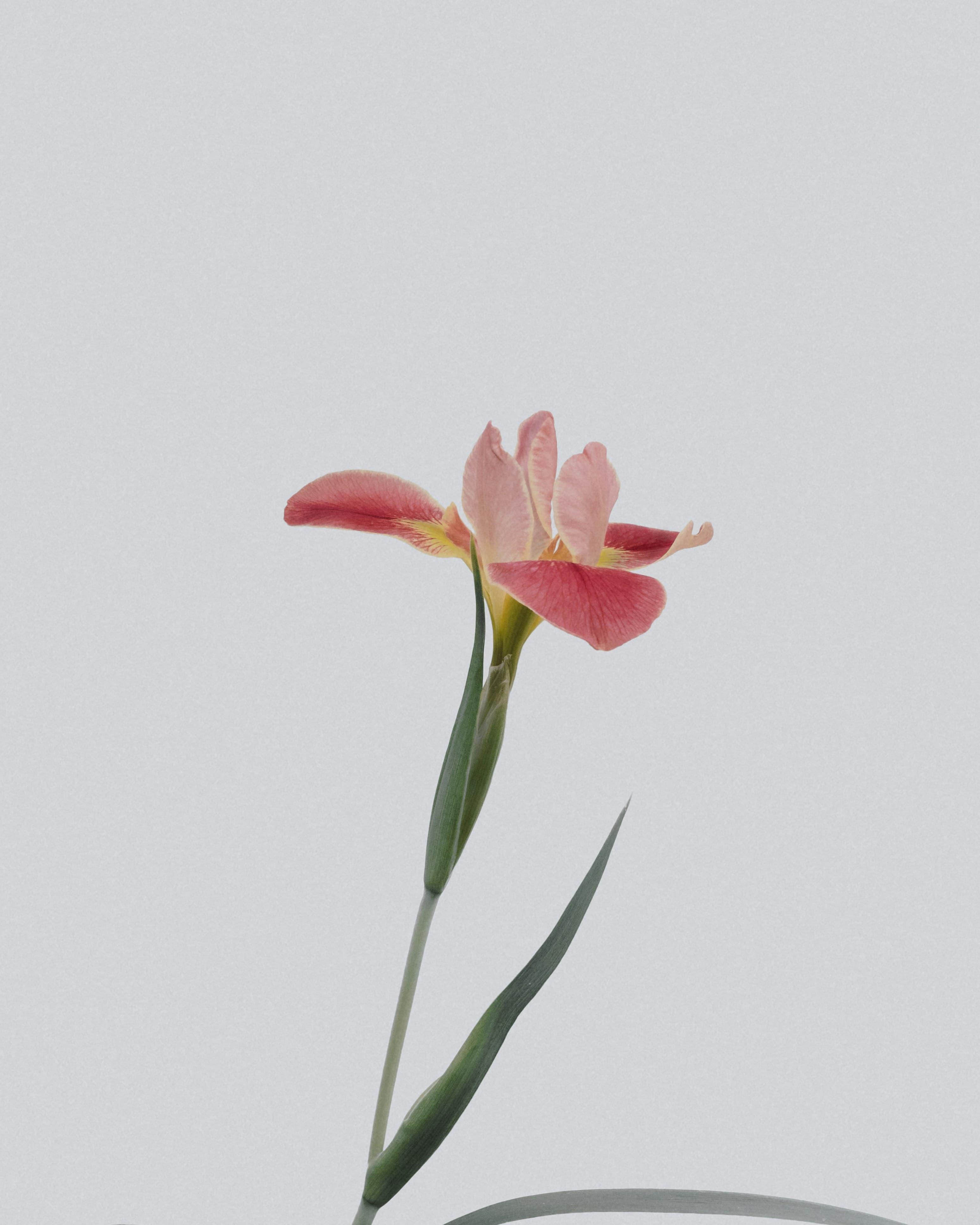 A single pink bloom against a soft backdrop
